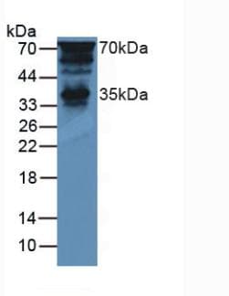 PTF1A Antibody (aa177-328, APC)