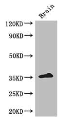 ZFP42 / REX-1 Antibody