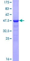 Human CRYAA / Alpha A Crystallin Protein (Recombinant GST)