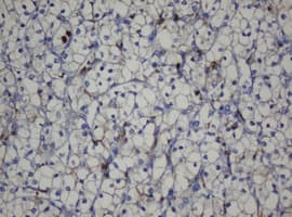 CDH1 / E Cadherin Antibody (clone OTI1B11)
