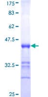 Human PCDHGA12 Protein (Recombinant GST, N-terminus)