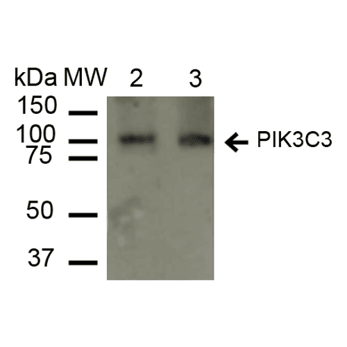 PIK3C3 / VPS34 Antibody