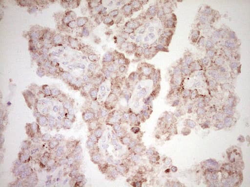 BHLHE41 / BHLHB3 / SHARP1 Antibody (aa1-297, clone OTI8H2)
