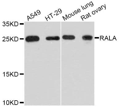 RALA / RAL Antibody