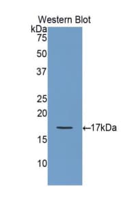 GDNF Antibody (aa78-211, Cy3)