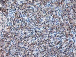 RPN1 / Ribophorin I Antibody (clone OTI3E1, Carrier-free)