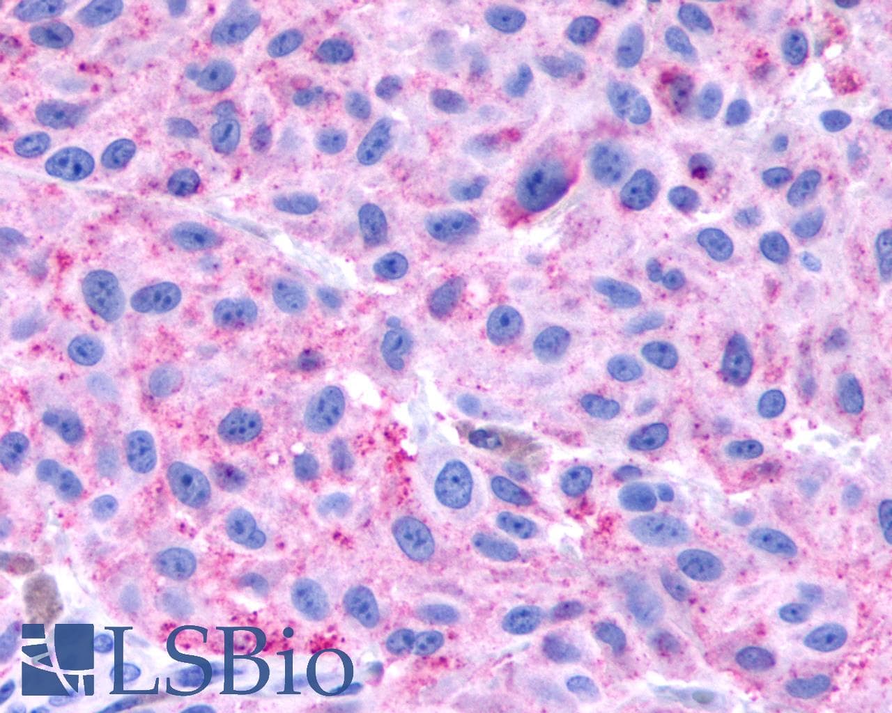 PathPlus™ Polyclonal Rabbit anti-Human NPBWR1 / GPR7 Antibody (Cytoplasmic Domain, IHC)