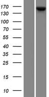 KCP / CRIM2 Protein (Over-Expression Lysate Myc-DDK (Flag))