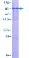 Human RTN2 / Reticulon 2 Protein (Recombinant GST)