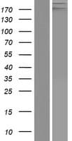 LAMB4 / Laminin Beta 4 Protein (Over-Expression Lysate Myc-DDK (Flag))
