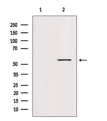 KLF11 Antibody