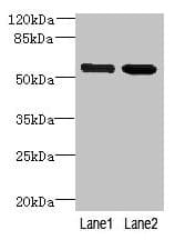 EFCAB14 Antibody