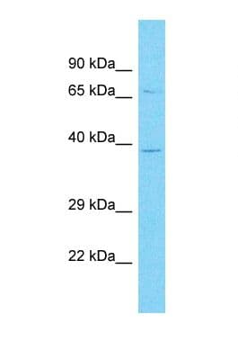 OR10A3 Antibody (C-Terminus)