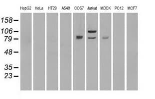 BRAF / B-Raf Antibody (clone OTI3B12)