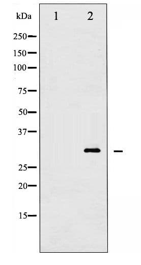 YWHAZ / 14-3-3 Zeta Antibody (phospho-Thr232)