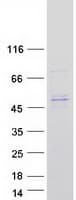 Human SEPT8 / Septin 8 Protein (Recombinant Myc-DDK (Flag))