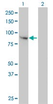 FES Antibody (clone 3A3-1E5)