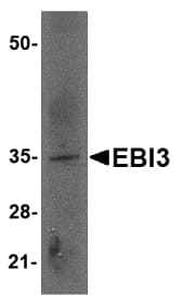 EBI3 / IL-27B Antibody