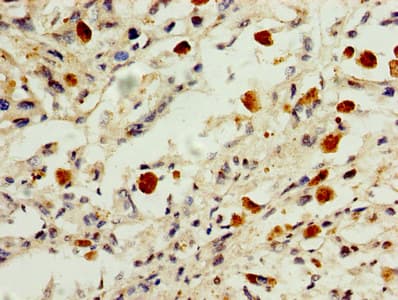 HIST1H1B Antibody