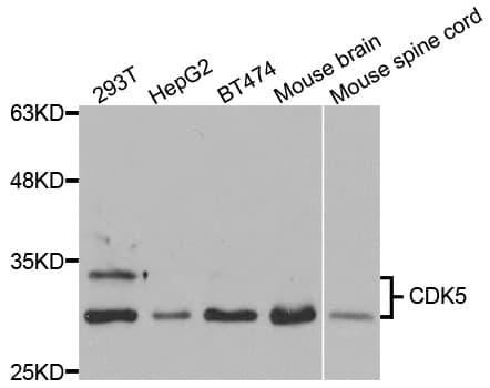 CDK5 Antibody