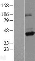 Human FLJ43980 Protein (Over-Expression Lysate Myc-DDK (Flag))