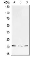 HRAS / H-Ras Antibody
