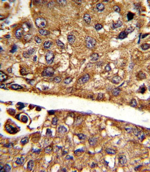 MDH1 Antibody (aa286-314)