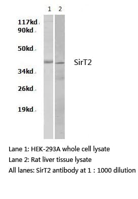 SIRT2 / Sirtuin 2 Antibody