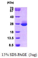 Human GSTA1 Protein (Recombinant)