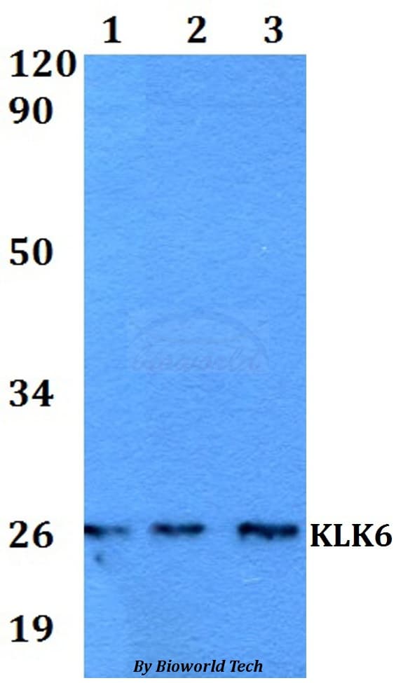 KLK6 / Kallikrein 6 Antibody