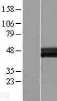 Layilin / LAYN Protein (Over-Expression Lysate Myc-DDK (Flag))
