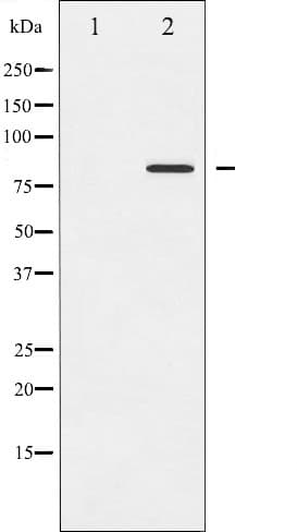 STAT5A Antibody (phospho-Ser780)