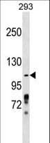 Polyclonal Rabbit anti-Human ZBTB4 Antibody (aa401-430, WB)