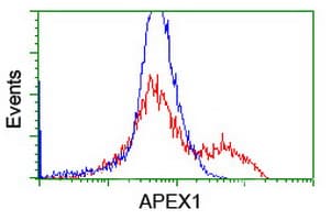 APEX1 / APE1 Antibody (aa1-242, clone 2A4, Carrier-free)