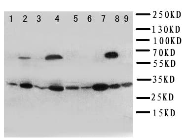 KLK10 / Kallikrein 10 Antibody (aa252-265)