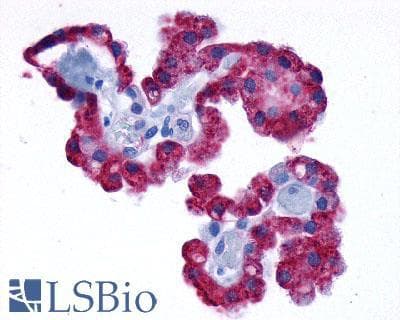 PathPlus™ ADRA1D / Adrenoceptor alpha 1D Antibody (Cytoplasmic Domain)