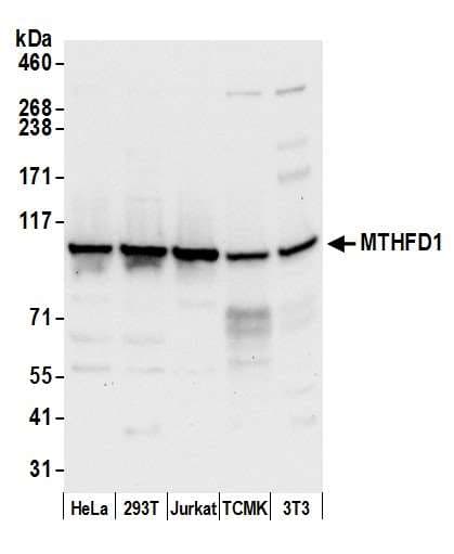 Polyclonal Rabbit anti-Human MTHFD1 Antibody (aa150-200, WB)