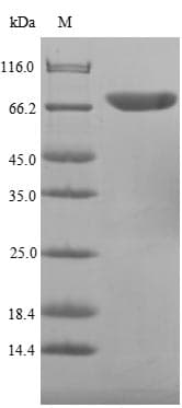 Campylobacter jejuni flaA Protein (Recombinant 10His-SUMO, N-terminus + Myc, C-terminus)