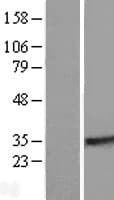 RABL2A Protein (Over-Expression Lysate Myc-DDK (Flag))