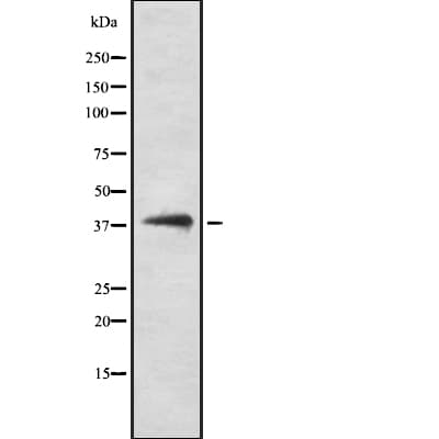 DNAJB5 Antibody