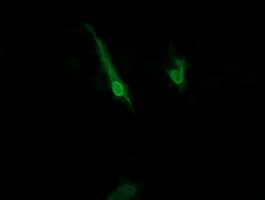 ZNRD1 Antibody (clone OTI2B1)