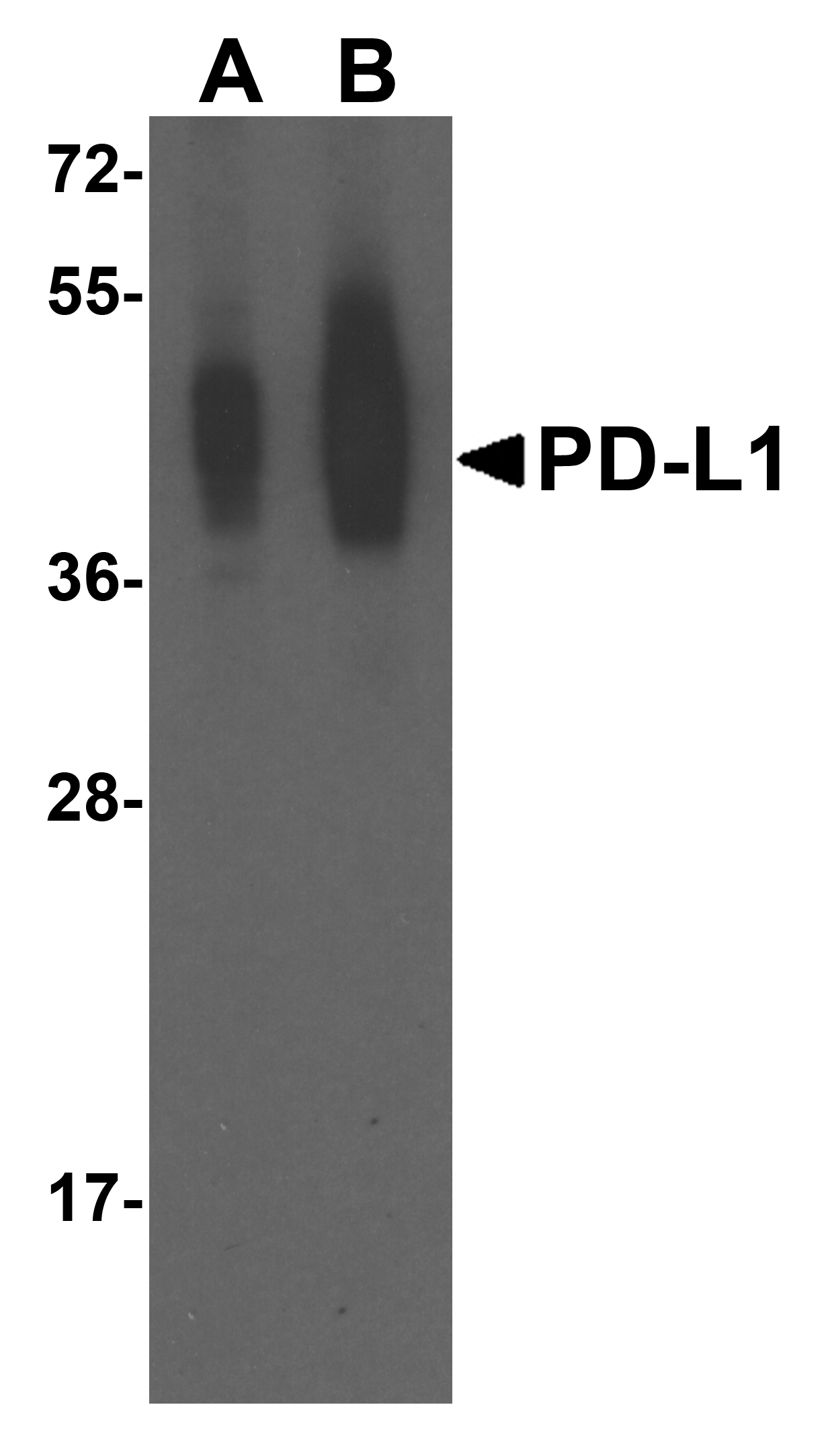 Monoclonal Mouse anti-Human CD274 / B7-H1 / PD-L1 Antibody (clone 4F2, IHC, IF, WB)