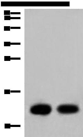 COX6C Antibody
