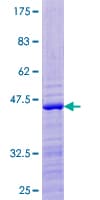 Human RPS24 / Ribosomal Protein S24 (Recombinant GST)