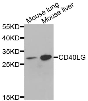 CD40L Antibody