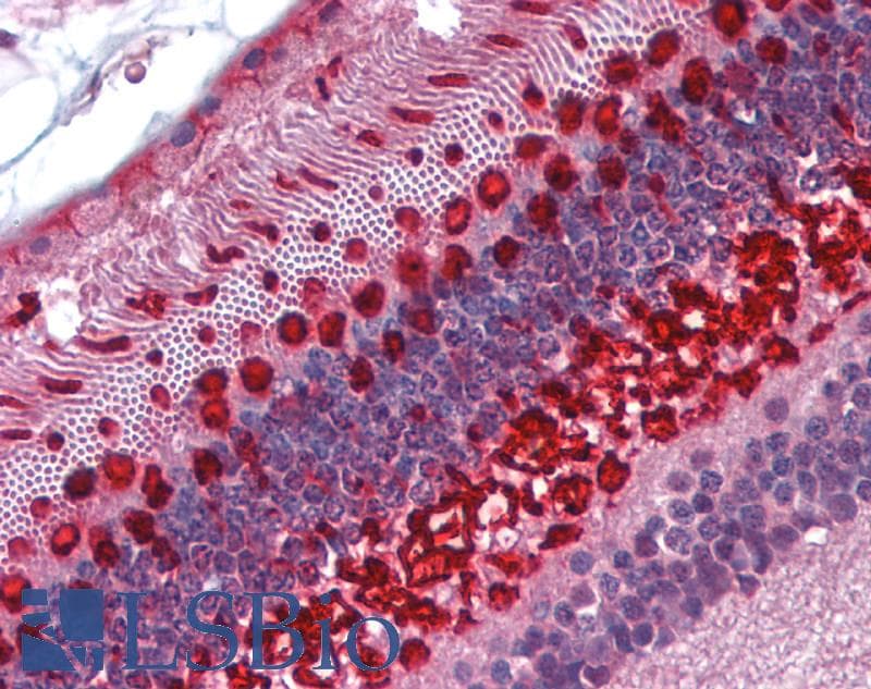 IHC-plus™ ARR3 / Cone Arrestin Antibody (aa339-388)