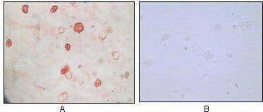 Monoclonal Mouse anti-Virus HHV-8 K8 alpha Antibody (clone 8C12G10G1, IHC, WB)
