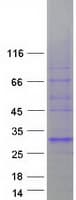 Human Basigin / Emmprin / CD147 Protein (Recombinant Myc-DDK (Flag))