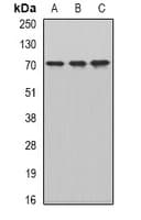 CKAP4 Antibody