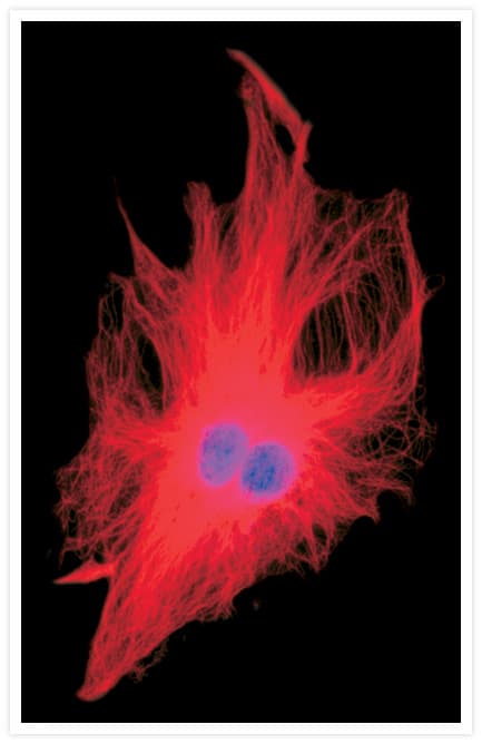 Alpha Tubulin Antibody (clone 236-10501)